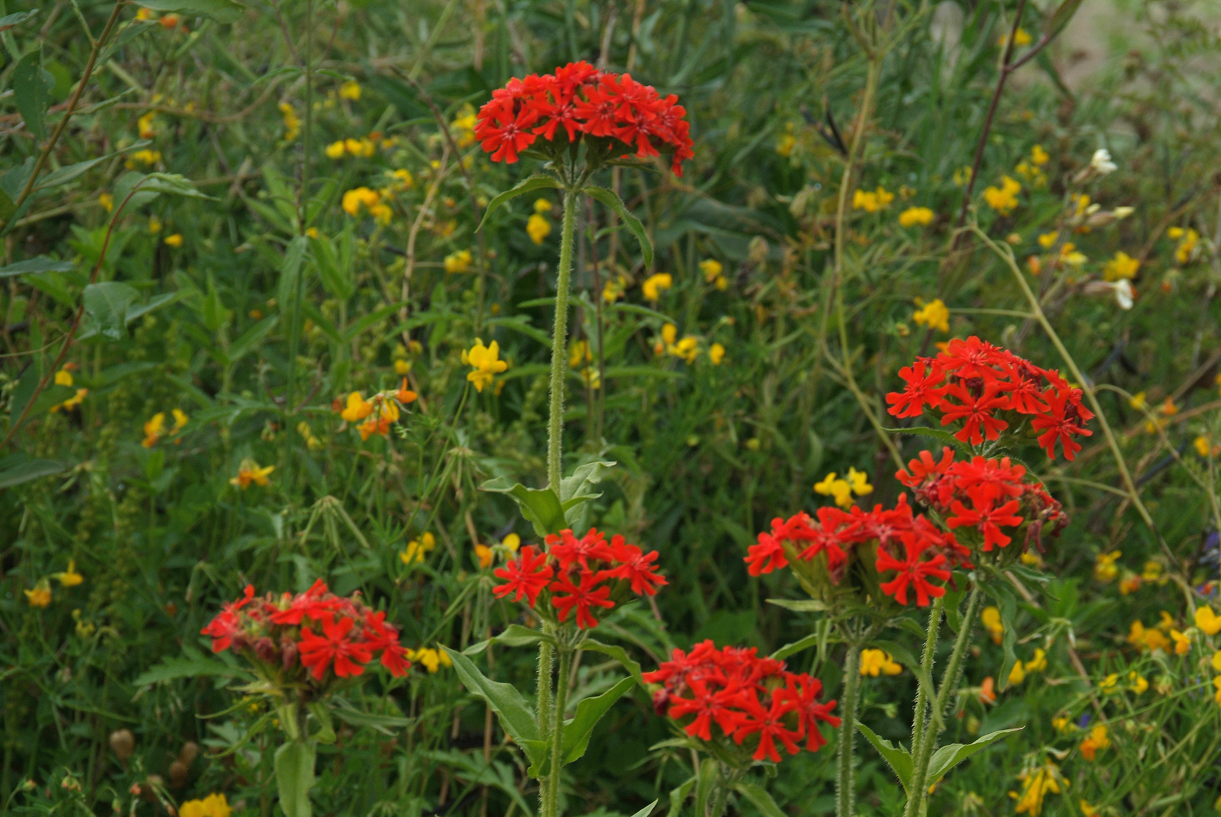 Lychnis chalcedonica Brandende liefde bestellen